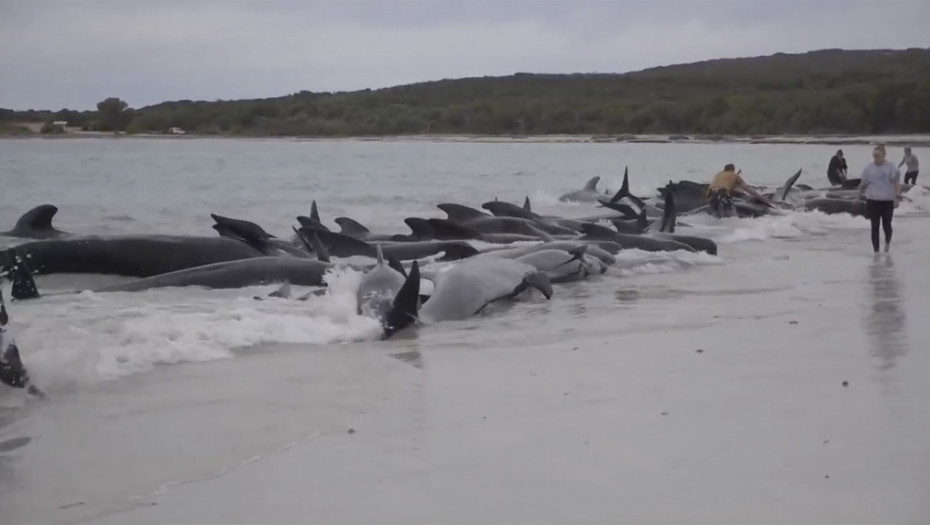 Na zapadu Australije nasukalo se 160 kitova pilota, u toku spasavanje