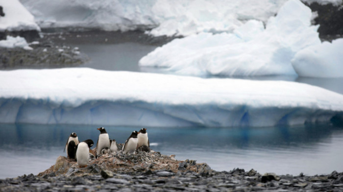 Zbog otapanja leda uginulo do 10.000 pingvina na Antarktiku