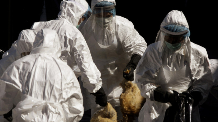 U Holandiji uništeno 25.000 kokoški zbog ptičijeg gripa