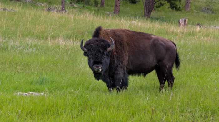 Budite kum bizonu: Počelo glasanje za imena novih stanovnike Fruške gore