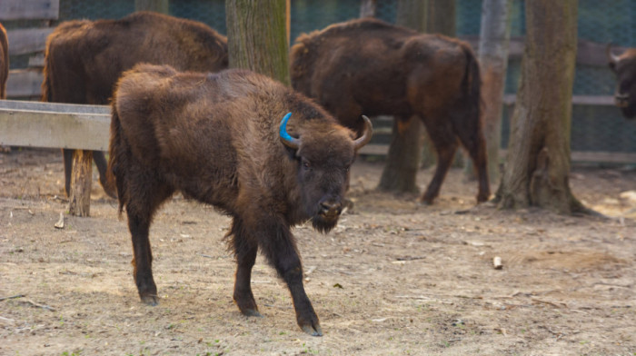 Izabrana imena bizona na Fruškoj gori - građani izglasali Đuku, Frušku, Milu, Ninju i Cvetu