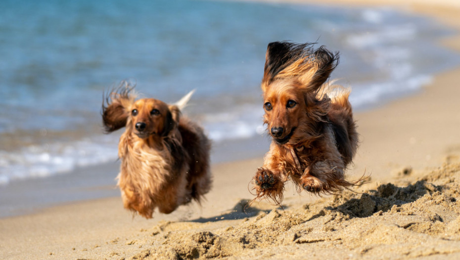 Gde na letovanje sa ljubimcem: Pet friendly plaže u Crnoj Gori, Grčkoj i Hrvatskoj