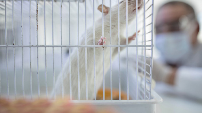 Naučnici u Šangaju izlečili miševe od raka dojke za dve nedelje
