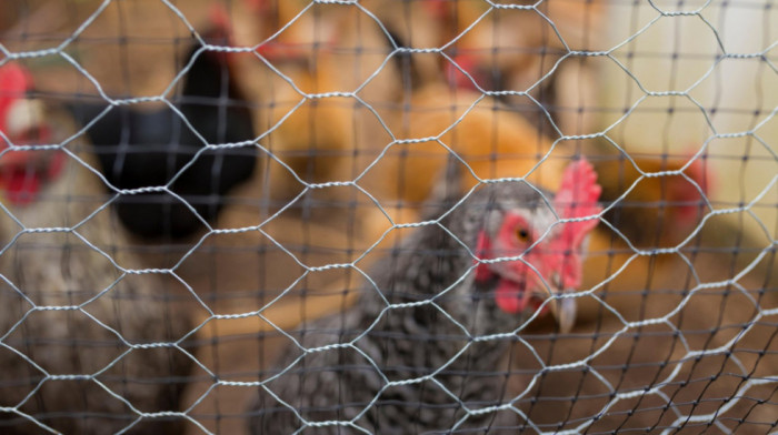 Prvi slučaj ptičijeg gripa otkriven na farmi u Australiji, nije isto soj kao u SAD