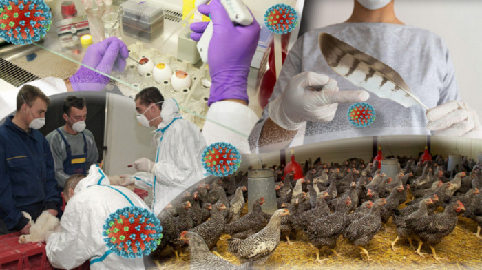 SAD: Zabeležen drugi slučaj ptičjeg gripa kod ljudi povezan sa ranije zaraženim kravama