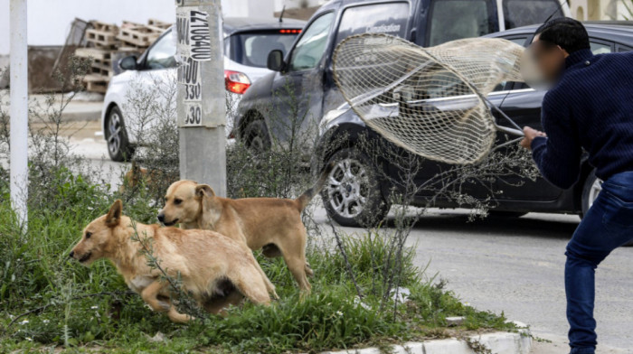 Turska vladajuća partija najavila predlog zakona o eutanaziji pasa lutalica