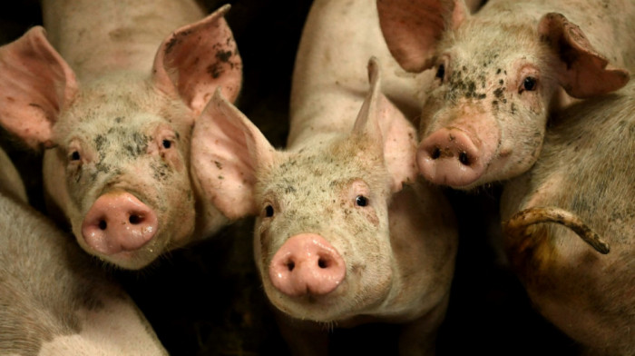 Zbog afričke kuge eutanazirano 17.888 svinja, Tanasković: Država će nadoknaditi svaku životinju