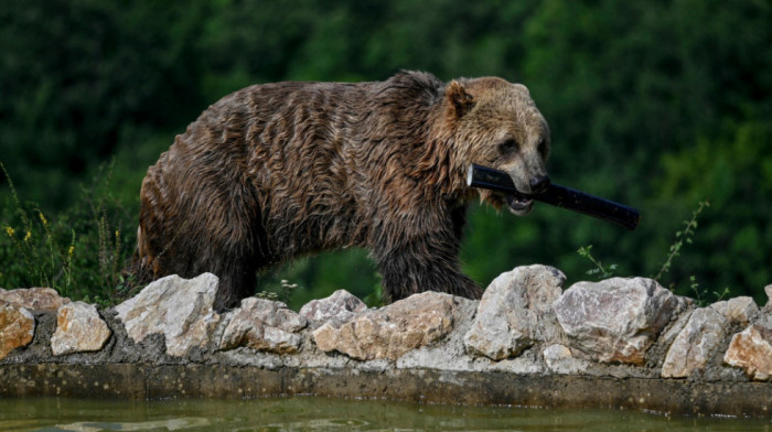 Hoće li ih urazumiti? U Rumuniji postavljaju znakove upozorenja turistima da - ne hrane medvede
