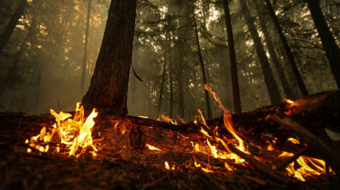 Bukte šumski požari u Kanadi: Izdate naredbe za evakuaciju grada Džaspera i Nacionalnog parka