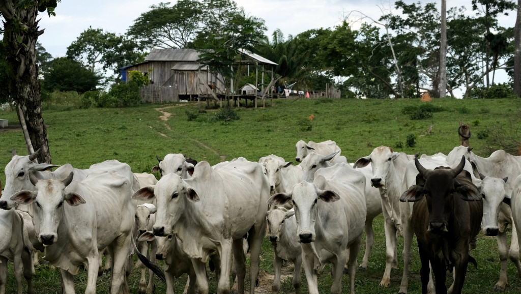 Brazilskom stočaru naloženo da isplati 50 miliona dolara zbog uništavanja Amazona