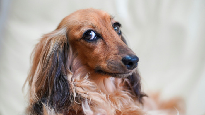 "Parlamentarna grupa pas": Pokrenuta inicijativa da u Bundestag mogu da uđu psi zaposlenih i poslanika