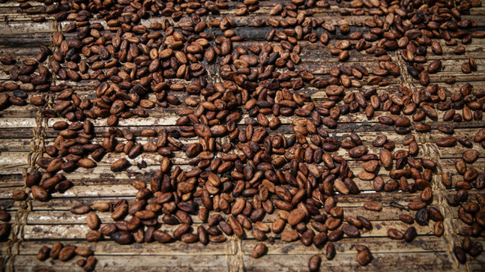 Gana kasni sa isporukom kakaoa, trgovci beleže gubitke od najmanje milijardu dolara