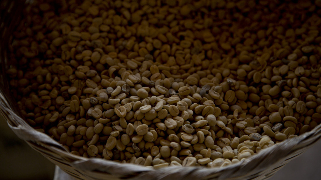 Naučnici otkrili praistorijsko poreklo kafe: Genom vrste Arabika postoji oko milion godina