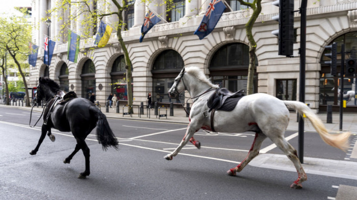 Konji britanske konjice pobegli sa vežbe: Jure centrom Londona, pozvana vojska da pomogne u njihovom lociranju