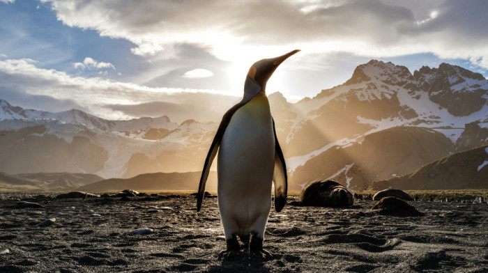 Na desetine hiljada mladunaca carskih pingvina uginulo u prošloj godini zbog nedostatka leda