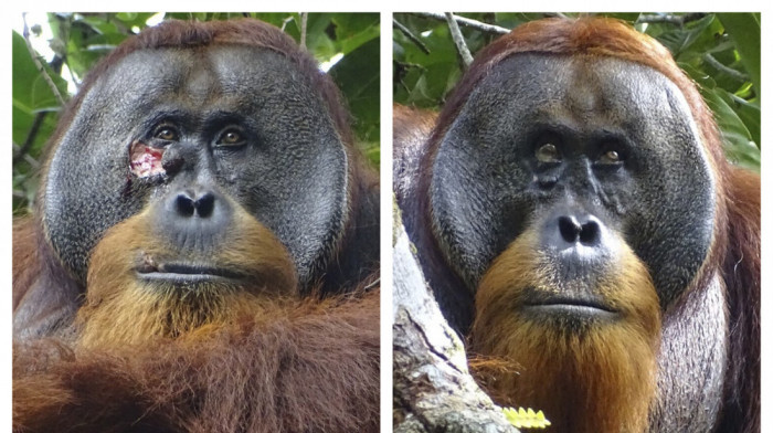 "Doktor" orangutan napravio melem i izlečio sam sebe: Naučnici nikada ovako nešto nisu videli