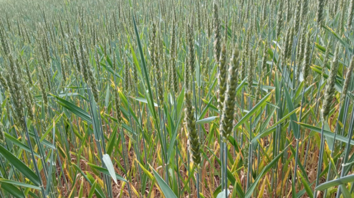 Republički zavod za statistiku: Očekuje se manja proizvodnja pšenice i malina nego prošle godine