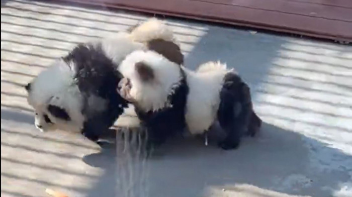 Crno-beli čau-čau: Zoološki vrt u Kini optužen za lažno oglašavanje jer je farbao pse da liče na pande (VIDEO)