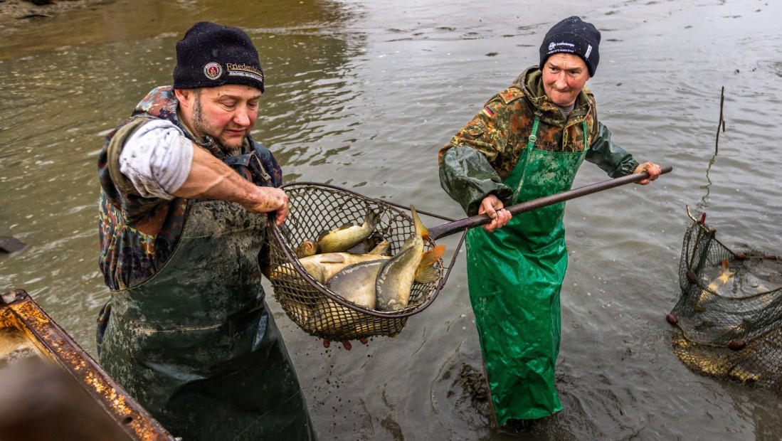 Prepolovljena proizvodnja konzumne ribe u Srbiji: Čeka li nas nestašica i skok cena na jesen?