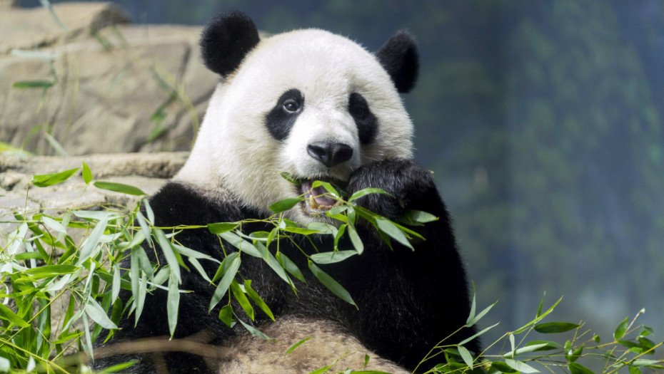 "Panda diplomatija": U madridskom zoološkom vrtu predstavljen par džinovskih pandi iz Kine Džing Si i Žu Ju