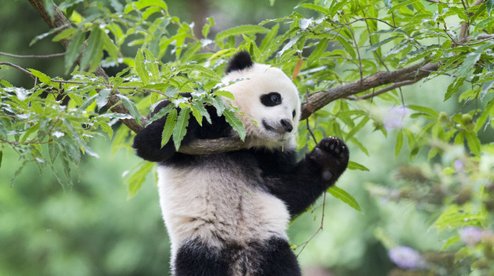 Broj džinovskih pandi u divljini u Kini porastao na skoro 1.900