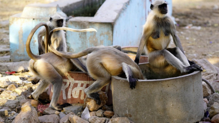 Očajnička potraga za vodom: Desetine majmuna se udavilo u bunaru dok Indijom hara ekstremni toplotni talas