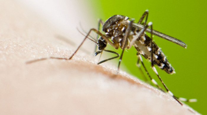 Povećan broj tigrastih komaraca koji izazivaju denga groznicu u 13 evropskih zemalja