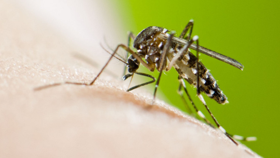 Povećan broj tigrastih komaraca koji izazivaju denga groznicu u 13 evropskih zemalja