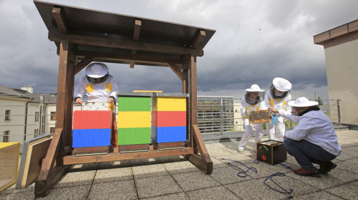 Urbano pčelarstvo sve popularnije: Kakvog je kvaliteta med koji se pravi na krovovima višestpratnica u Beogradu