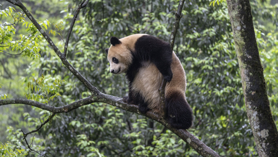 Obnova "panda" diplomatije: Dve džinovske pande iz Kine stižu u SAD