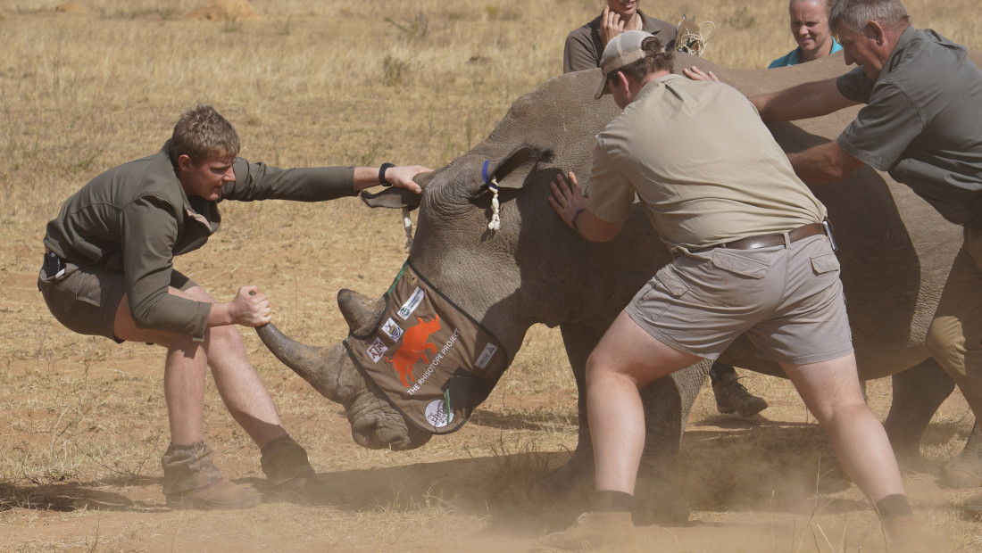 Radioaktivni rog: Inovativna metoda obeležavanja nosoroga u borbi protiv lovokradica