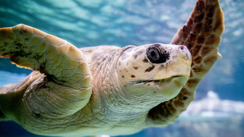 Spašena divlja glavata kornjača oporavila se u Francuskoj i vraćena je u Mediteran