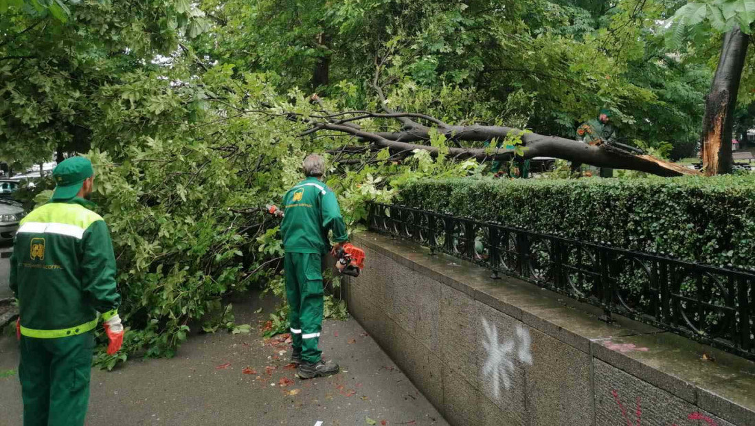 "Zelenilo Beograd" intervenisalo na 639 lokacija zbog nevremena: Objavljeno kako građani mogu da nadoknade štetu
