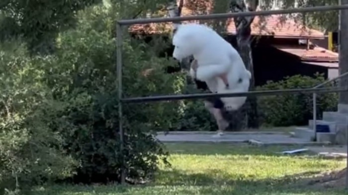 Neobična scena na ulicama Novog Sada - polarni medved na električnom trotinetu (VIDEO)
