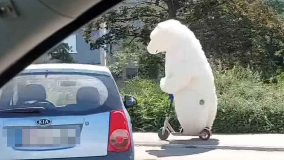 Neobična scena na ulicama Novog Sada - polarni medved na električnom trotinetu (VIDEO)