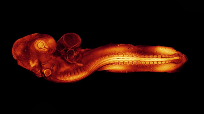 Revolucionarna tehnologija omogućila naučnicima da uživo posmatraju razvoj fetusa (VIDEO)