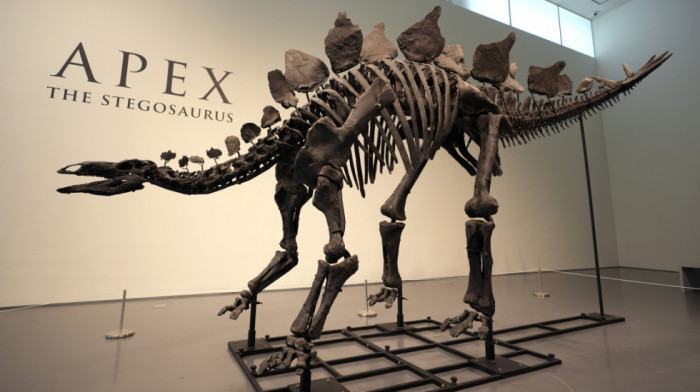 Dinosaurus na prodaju: Očuvan fosil impozantnog biljojeda mogao bi da dostigne cenu od šest miliona dolara