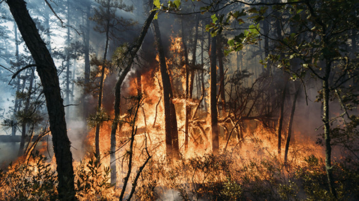 Veliki šumski požar u Rusiji: Oštećeno desetine objekata u turističkim centrima, evakuisano stotine ljudi