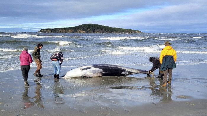 Na plaži Novog Zelanda pronađen uginuli najređi kit na svetu