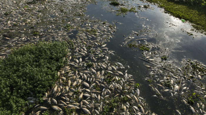 Tone uginule ribe prekrile reku u Sao Paolu: Ispuštanje otpadnih voda dovelo do pomora