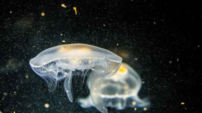 Na severnom Jadranu sve je više meduza, vole toplo more