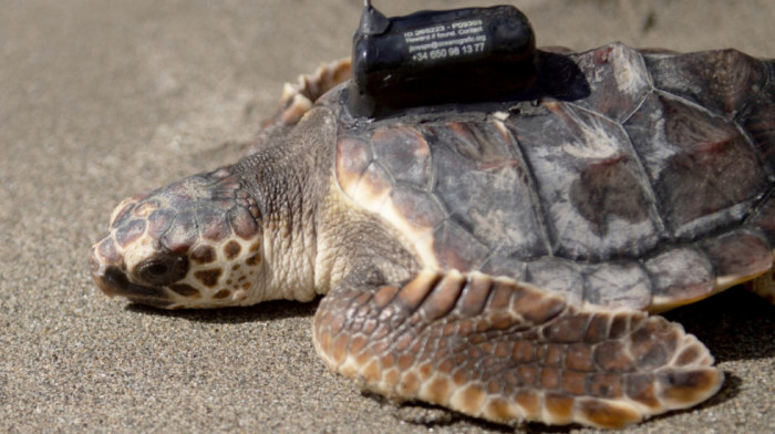 Više desetina mladunaca ugroženih glavatih kornjača pušteno u more u blizini Marbelje