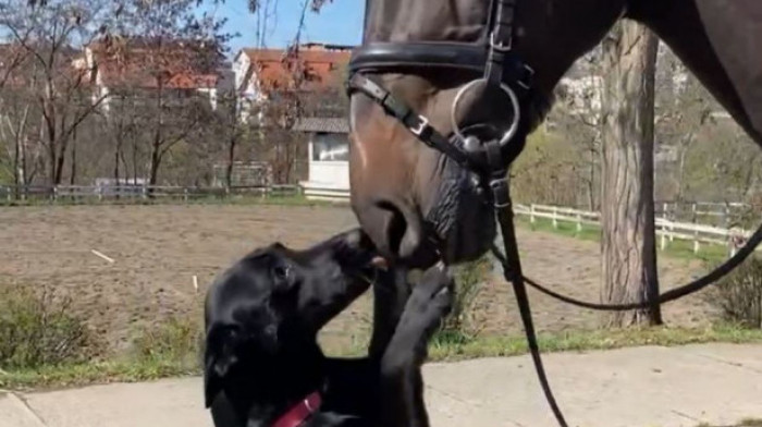 Usvojena keruša je novi član konjičke čete MUP-a: Milica osvojila srca policajaca, a konji je tek obožavaju (VIDEO)