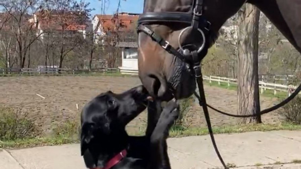 Usvojena keruša je novi član konjičke čete MUP-a: Milica osvojila srca policajaca, a konji je tek obožavaju (VIDEO)