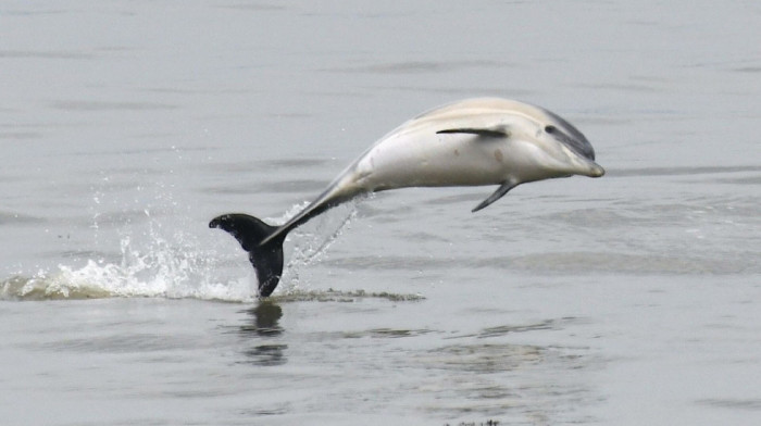 Delfin stigao do Temze, organizacija za brigu o životinjama apelovala na građane i turiste da ga ne diraju