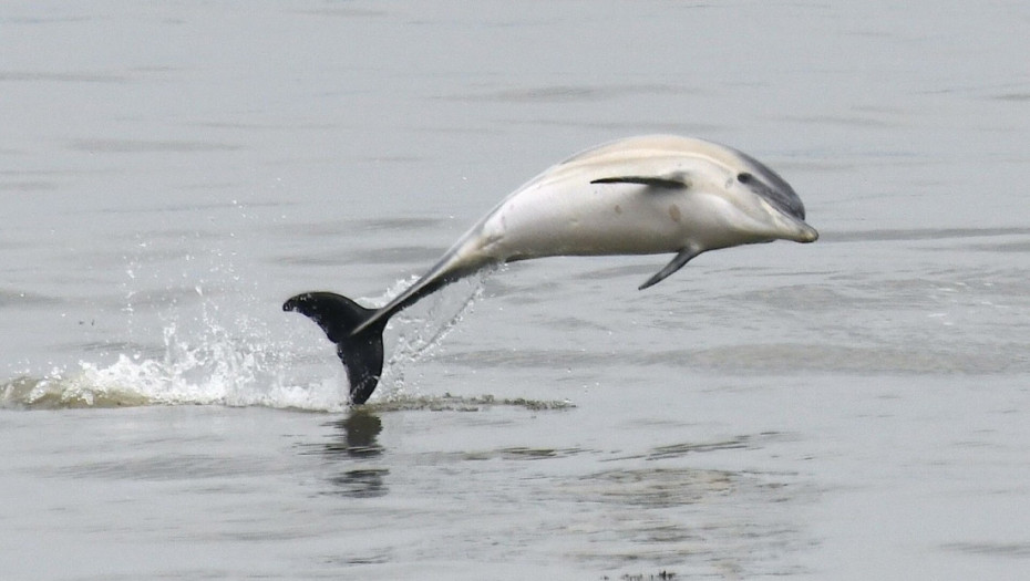 Delfin stigao do Temze, organizacija za brigu o životinjama apelovala na građane i turiste da ga ne diraju