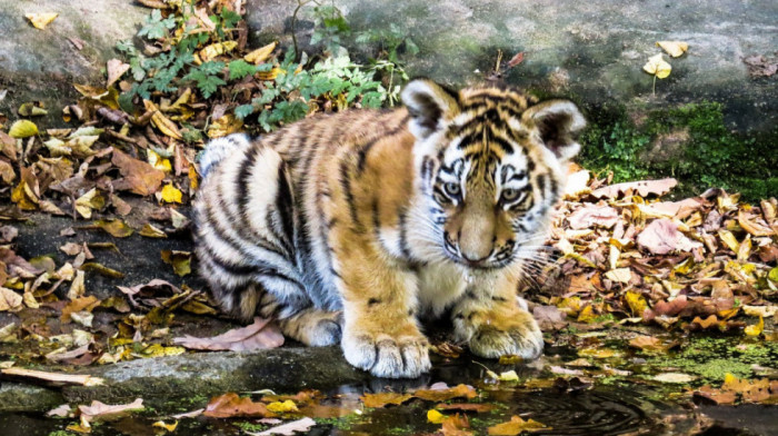 U Moskvi nađeno mladunče tigra, prenošeno u torbi