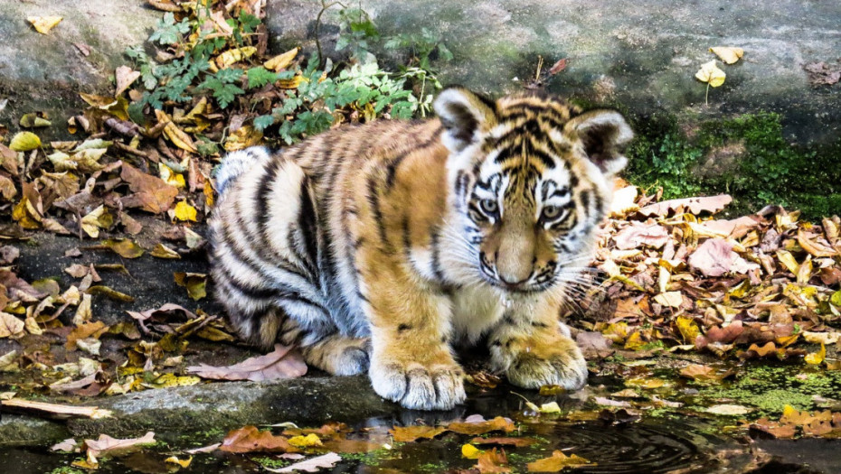 U Moskvi nađeno mladunče tigra, prenošeno u torbi