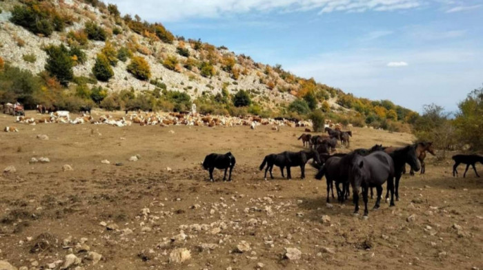 Hiljadu krava i konja na Suvoj planini dva dana bez vode, Vojska Srbije šalje pomoć: "Životinje su iznemogle i žedne"