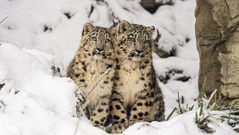 U Zoo vrtu u Bazelu rođena tri snežna leoparda, mladunče Vaja nije preživela